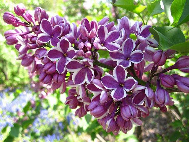 Lilac, Sensation