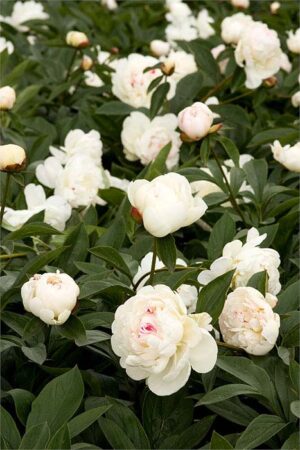 Peony, Festiva Maxima Double