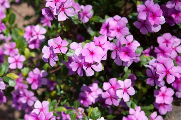 Phlox, Drummons Pink