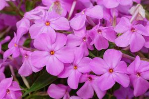 Phlox, Forever Pink Garden