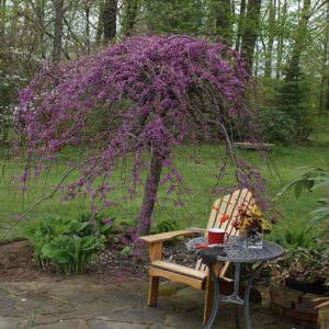 Redbud, Lavender Twist