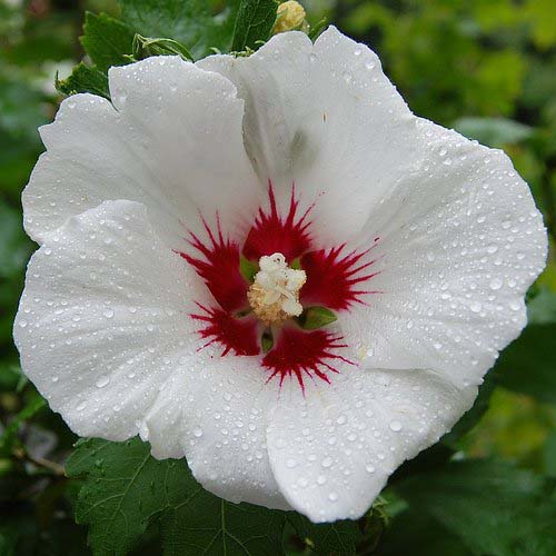 Rose of Sharon, Red Heart