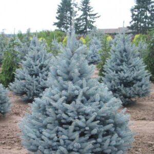 Spruce, Bizon Blue Colorado