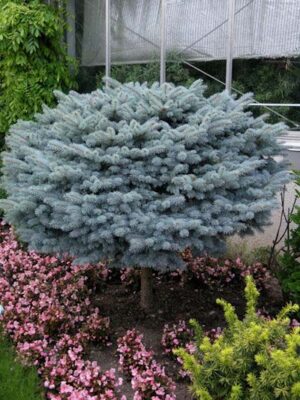 Spruce, Globe Blue 'Std'