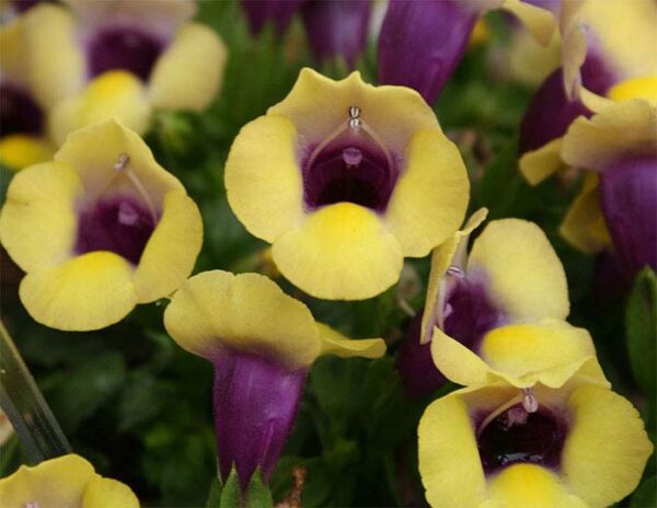 Torenia, Summerwave Bouquet Gold