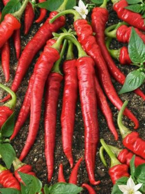 Pepper, Cayenne Long Slim