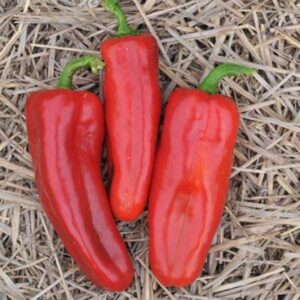 Pepper, Marconi Red