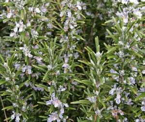 Rosemary, Tuscan Blue