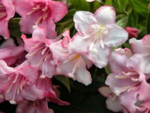 Weigela, Carnaval