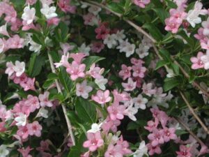 Weigela, Pink Poppet