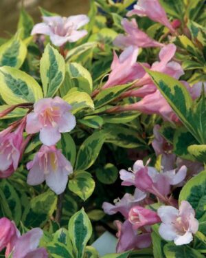 Weigela, Rainbow Sensation