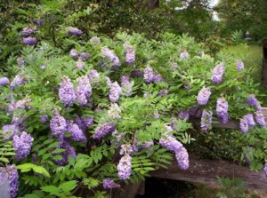 Wisteria, Amethyst Falls