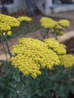 Yarrow, Moonshine