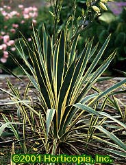 Yucca, Bright Edge