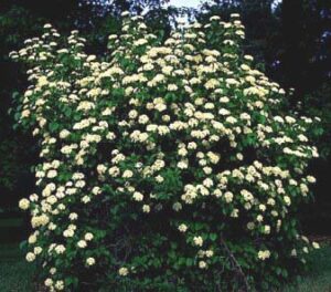 Viburnum, Chicago Lustre Arrowwood