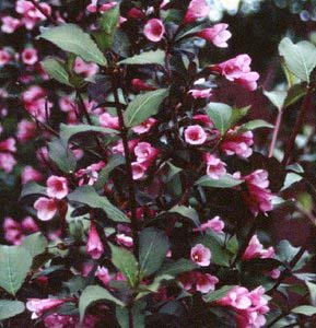 Weigela, Java Red