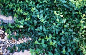Euonymus, Purple-Leaf Wintercreeper