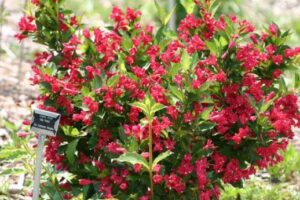 Weigela, Red Prince