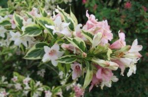 Weigela, Variegated